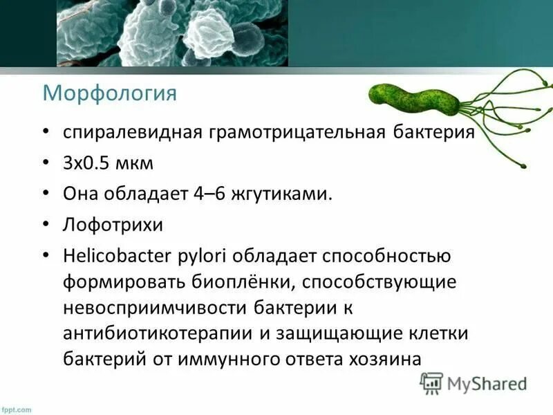 Бактерии в желудке хеликобактер симптомы и лечение. Спиралевидная бактерия Helicobacter pylori. Перитрихи хеликобактер пилори. Жгутики хеликобактер пилори. Биопленки хеликобактер пилори.