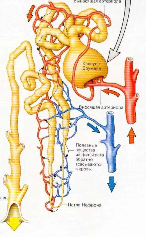 Выносящая артериола почки. Капсула нефрона артерия. Строение и кровоснабжение нефрона. Строение сосудов клубочков почки. Капиллярный клубочек капсулы нефрона выносящая артериола.