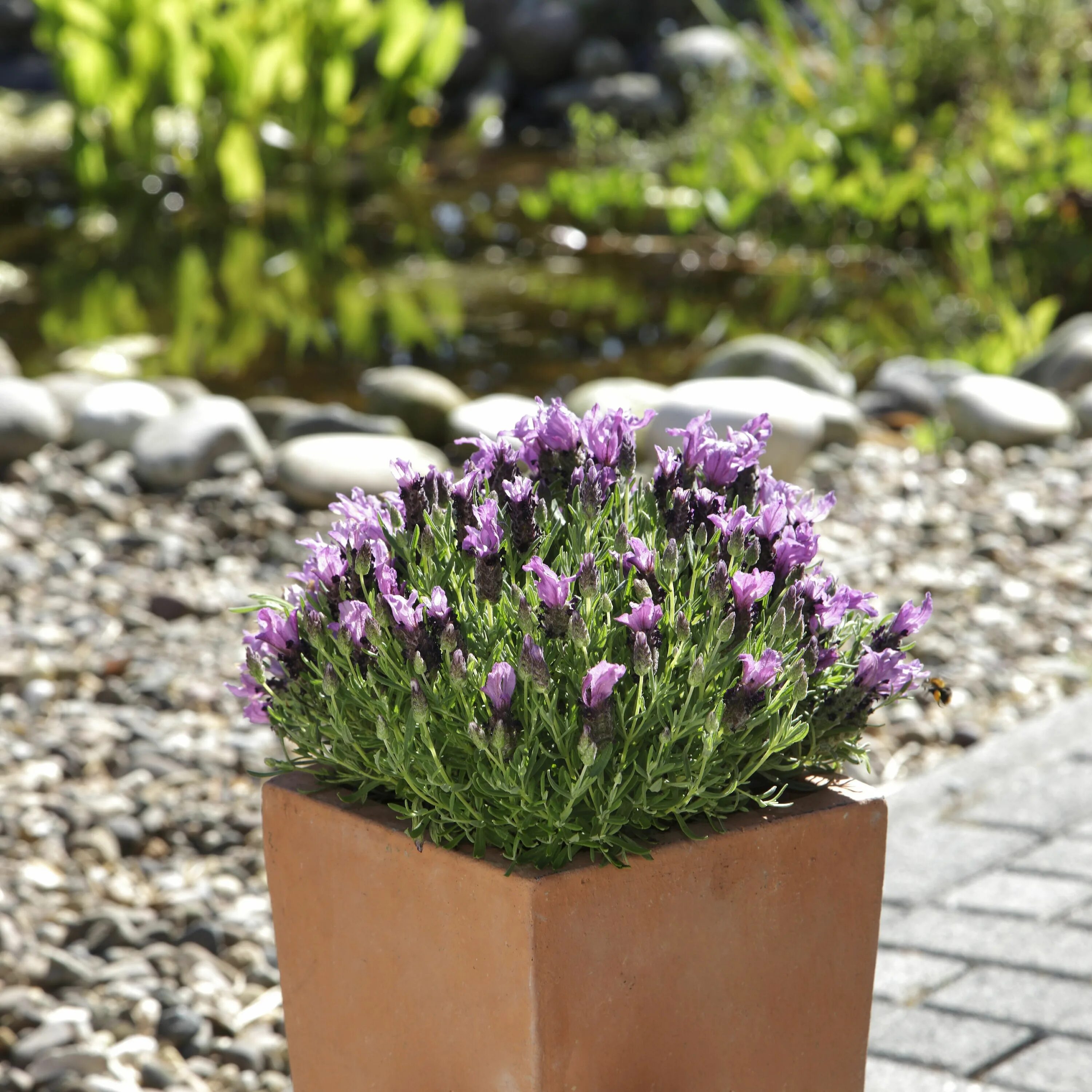 Лаванда бандера дип перпл. Лаванда lavandula stoechas bandera purple. Лаванда бандера дип роуз. Лаванда бандерос пинк. Лаванда stoechas.