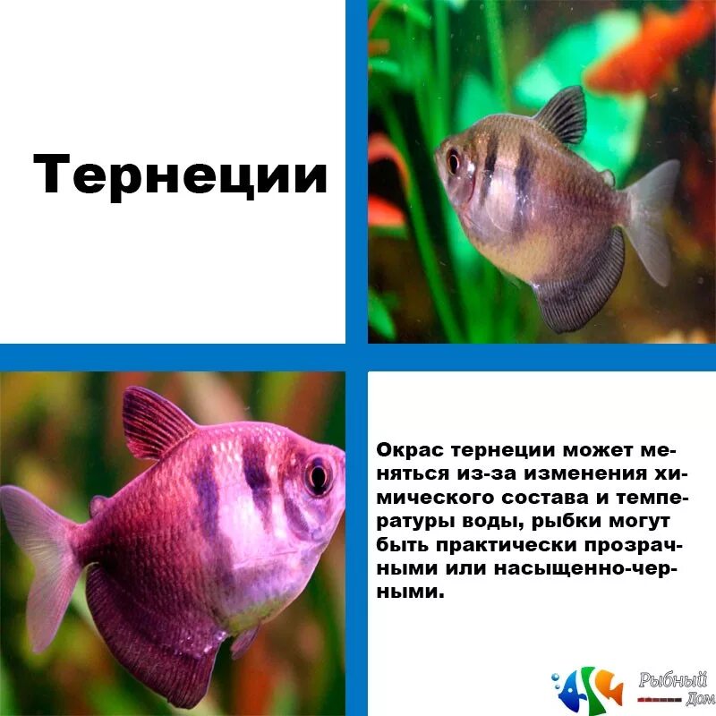 Как отличить тернеций. Тернеции аквариумные рыбки. Тернеция рыбка. Тернеции гло самка и самец. Тернеция аквариумная рыбка.