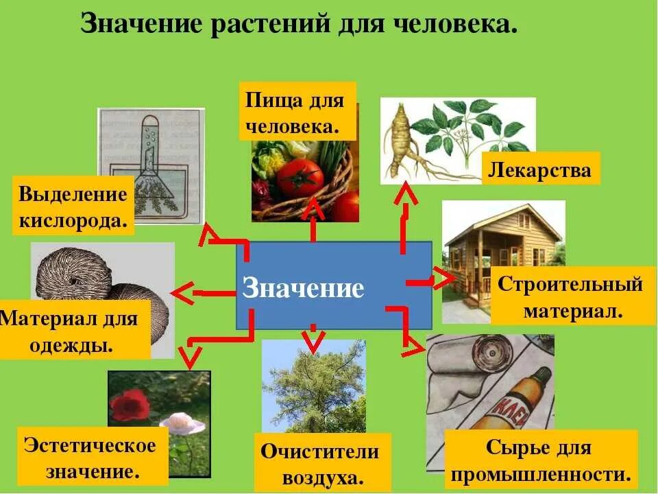 Процессы в жизни растений 5 класс биология. Значение растений в жизни человека 5 класс биология. Значение растений в природе и жизни человека 5 класс биология. Роль растений в жизни человека. Коль растений в природе.