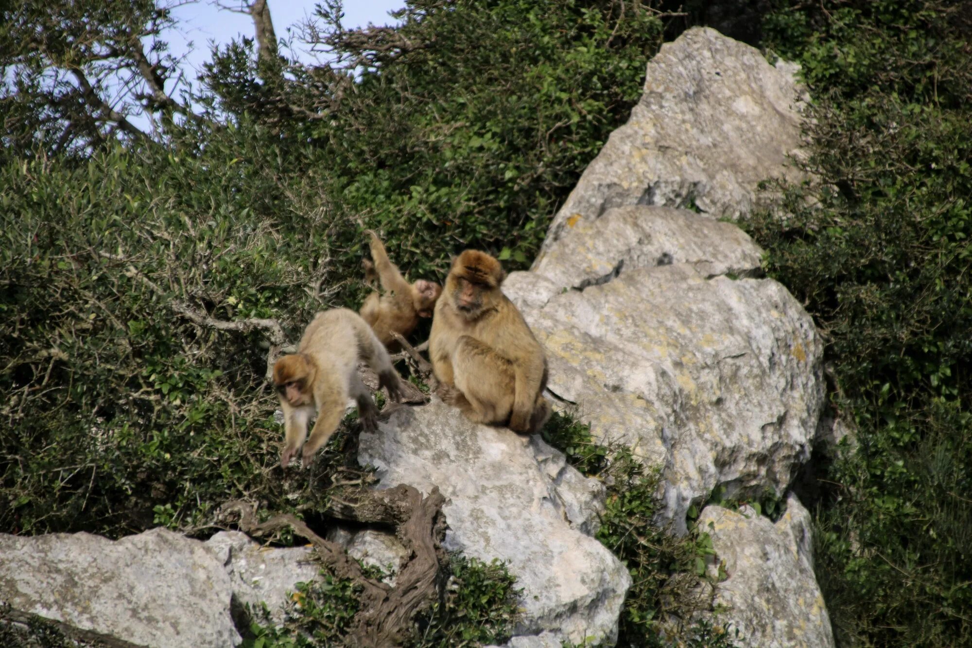 Скала обезьяна. Гибралтар гора с обезьянами. Скальные обезьяны. Обезьяна на скале.