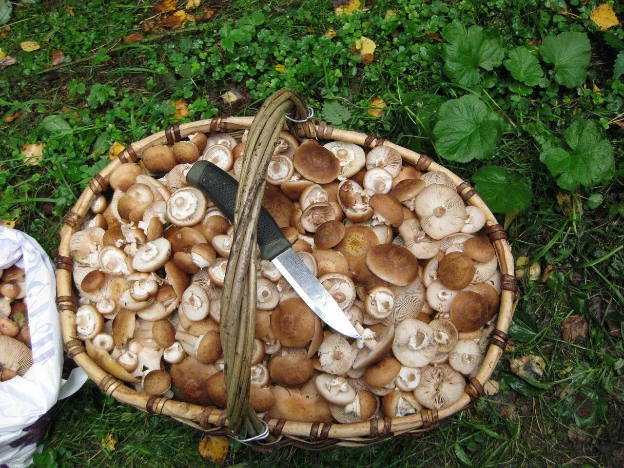 Грибы в самолете можно. Абрамушкин грибы. Топольки грибы фото. Съедобные грибы в лесу. Съедобные грибы фото.