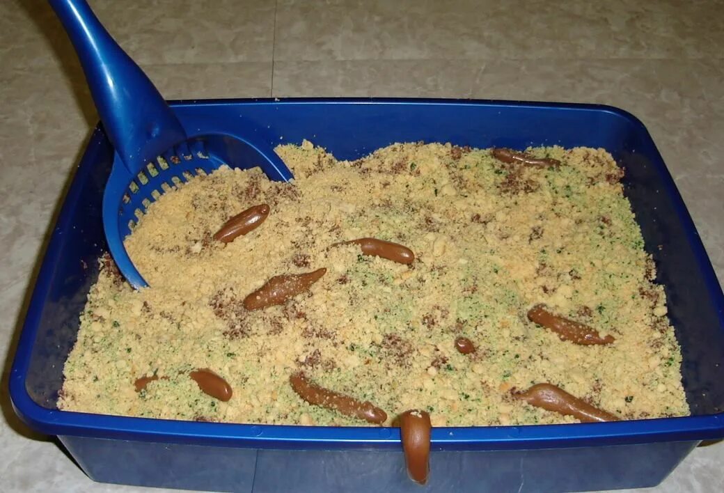К чему снится кошачьи какашки