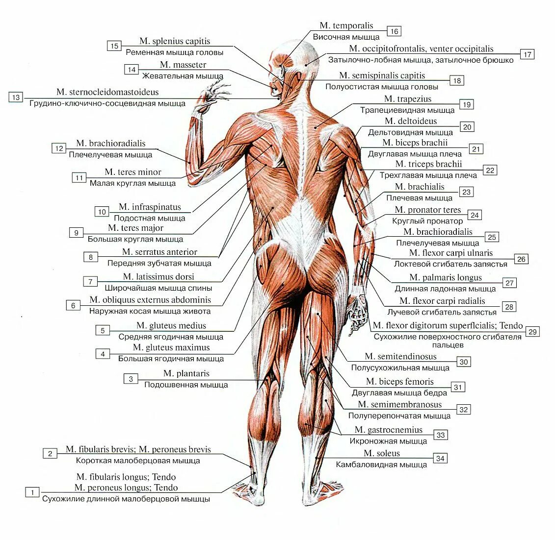 Какие мышцы самые. Анатомия человека мышцы вид спереди вид сзади. Основные мышцы туловища анатомия. Схема строения человека сзади. Название мышц вид сзади.
