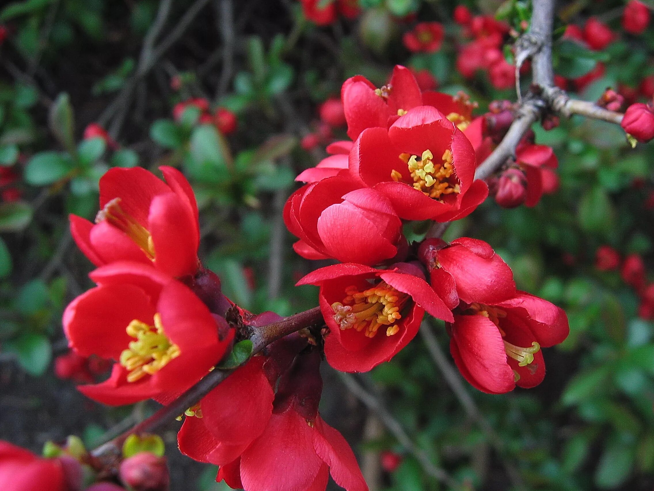 Айва кустарник фото полезные свойства. Айва японская Chaenomeles japonica. Айва (хеномелес) японская. Хеномелес Саржента. Хеномелес кустарник.