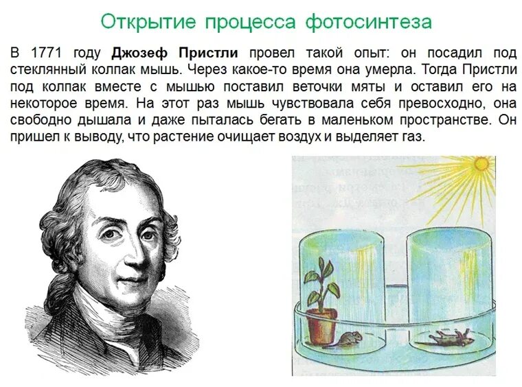 Русский ученый впервые значение хлорофилла для фотосинтеза. Пристли биология опыт. Открытие фотосинтеза опыт Пристли.
