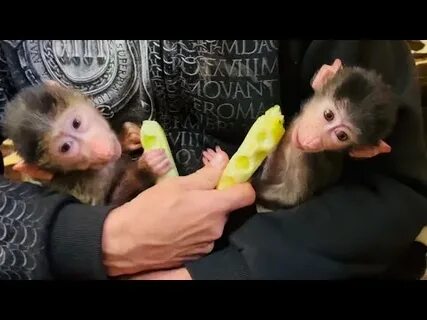 Тайган люська степка маня