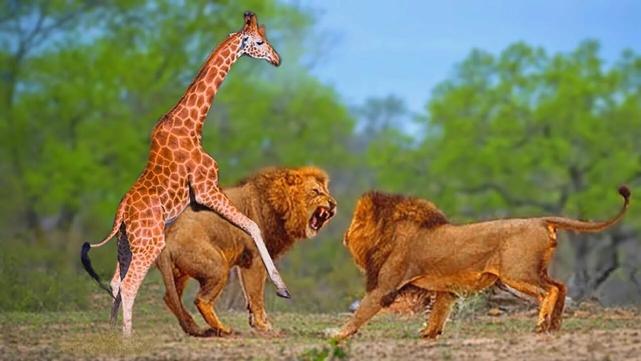 Лев тигр жираф. Giraffe vs Lion. Жираф и Лев. Лев против жирафа. Жираф против Львов.