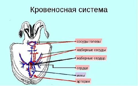 Кровеносная система замкнутого типа моллюски