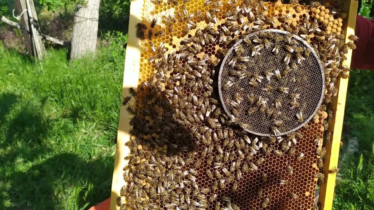 Как подсадить матку. Пчеломатка под колпачком. Пчеломатка в клеточке. Колпачок для пчел. Колпачки для подсадки пчелиных маток.