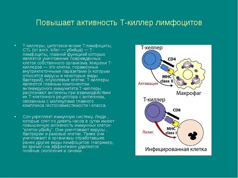 Клетки т хелперы и т киллеры. Цитотоксические т-лимфоциты т киллеры. Клетки в лимфоциты т киллеры т хелперы. Лимфоциты хелперы киллеры супрессоры. Цитотоксические т клетки