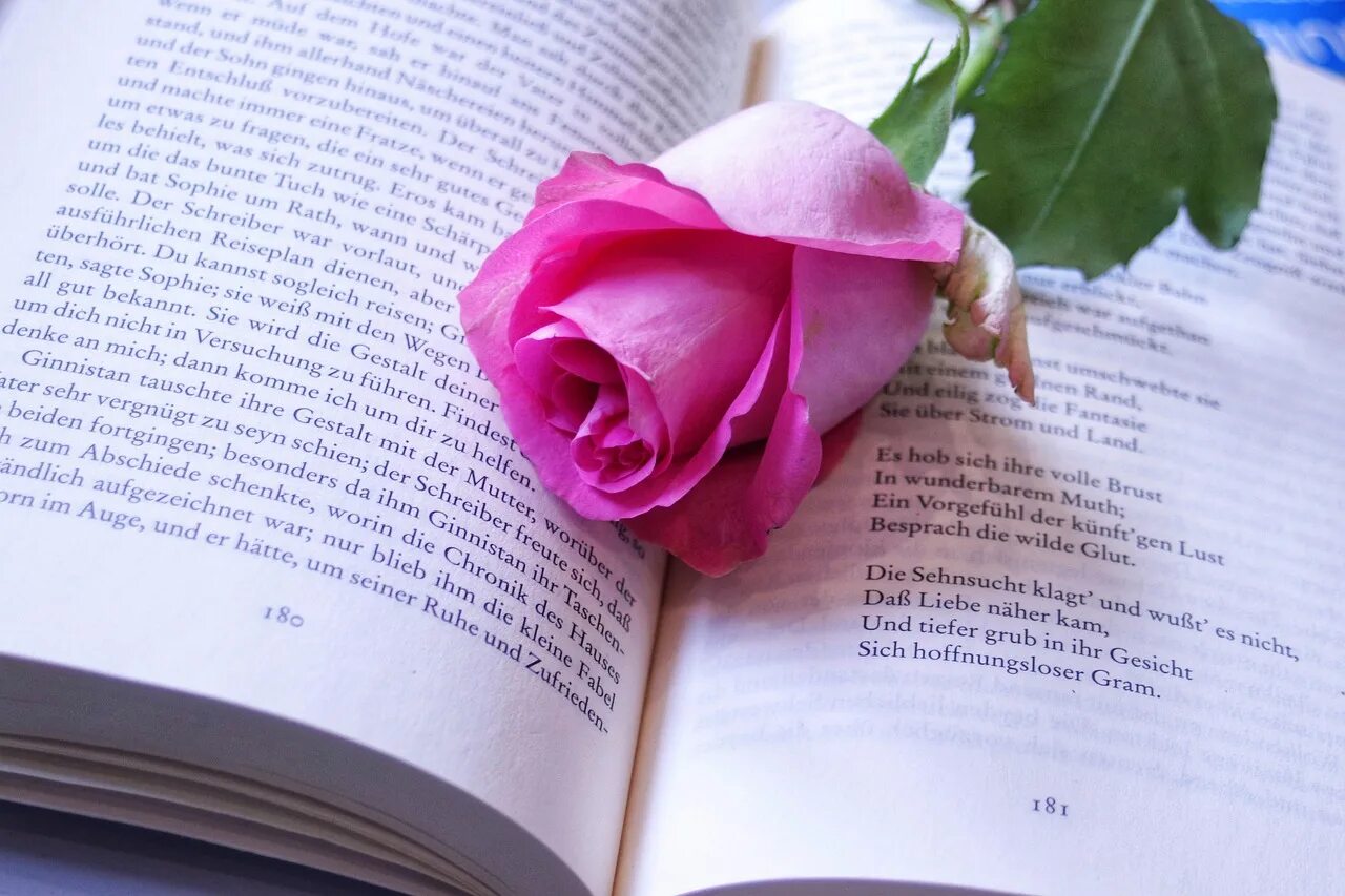 Книга про розы. Открытая книга с розой.