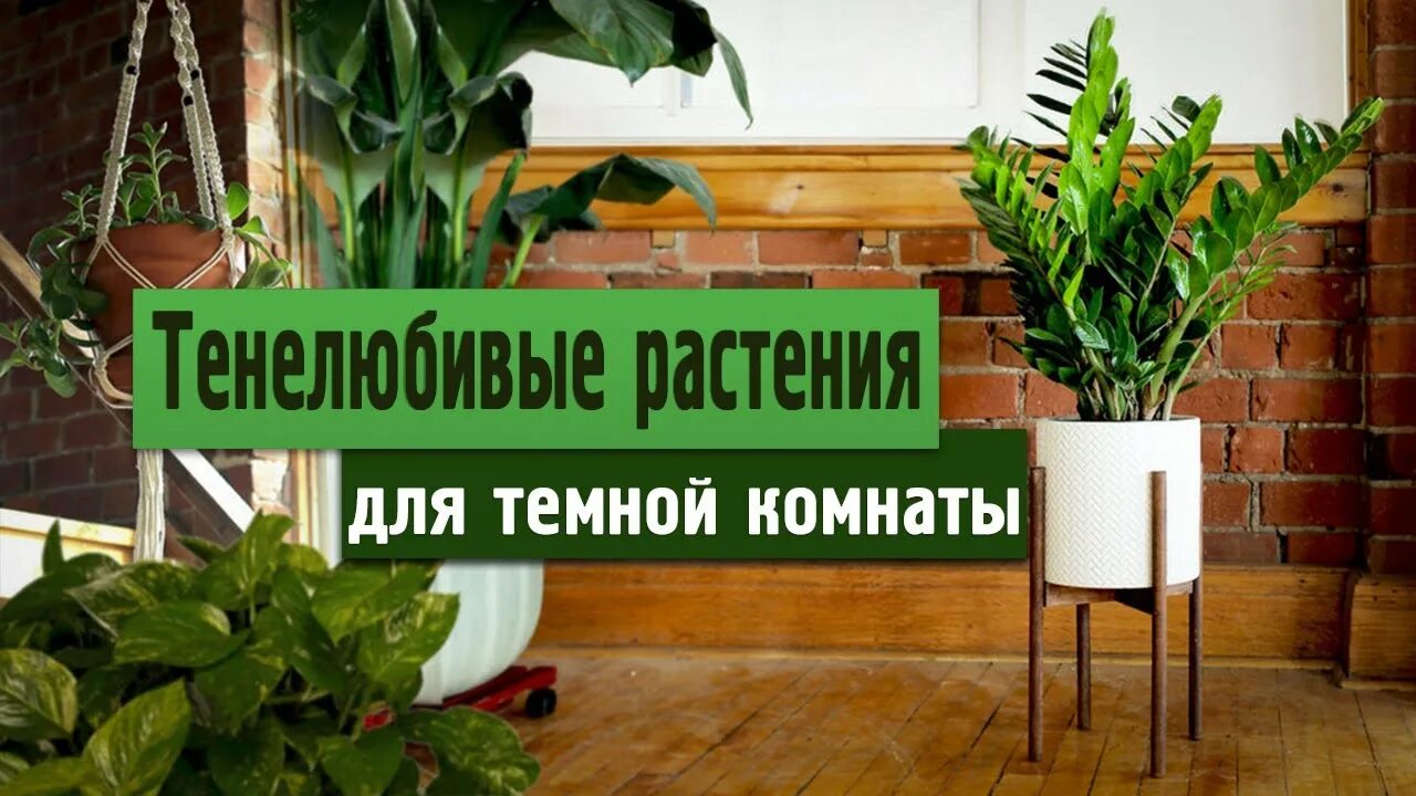 Тенелюбивые комнатные растения для прихожей фото Комнатные растения растущие в темноте биология, презентации