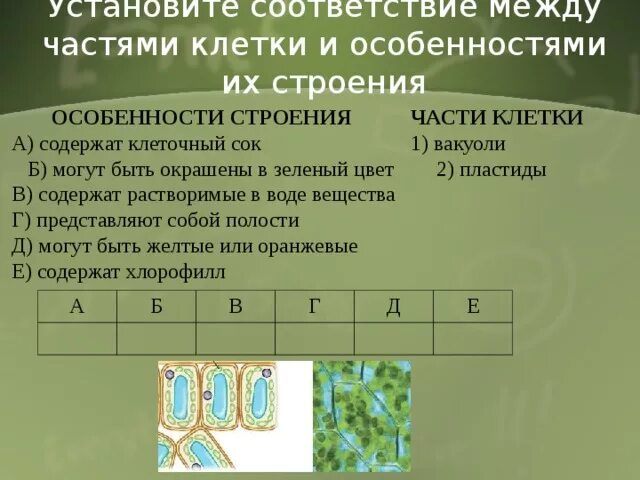 Таблица название части клетки и функции Таблица функций органоидов клетки для учебных материалов Пространства времени ol