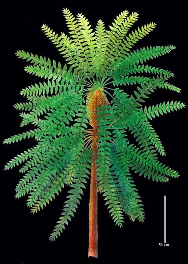 Древовидные папоротники вымершие. Доисторические растения. Папоротник похожий на пальму. Вымершие Папоротникообразные.