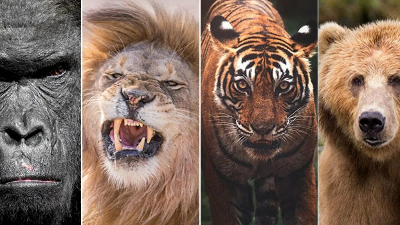 Кто сильнее медведь или горилла. Горилла против тигра. Тигр и медведь. Лев или тигр.