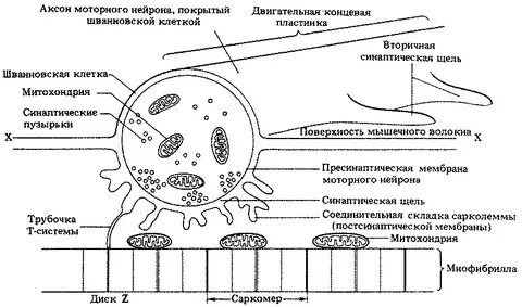 Нервно мышечная концевая пластинка