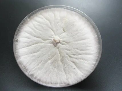 Fusarium