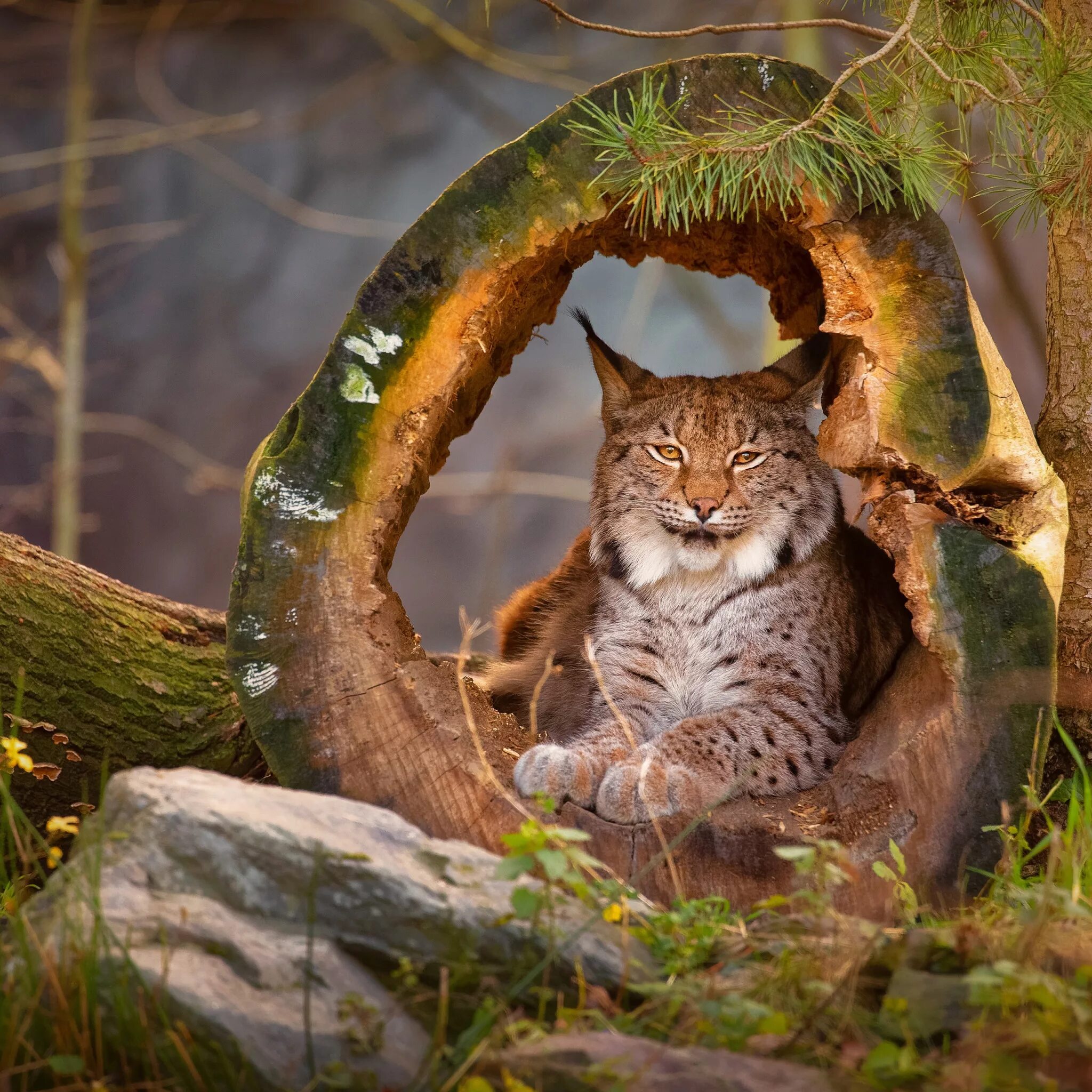 Рысь (Lynx Lynx) в дикой природе. Беловежская пуща Рысь. Таежная Рысь. Сибирская кошка Рысь. Рысь ночью