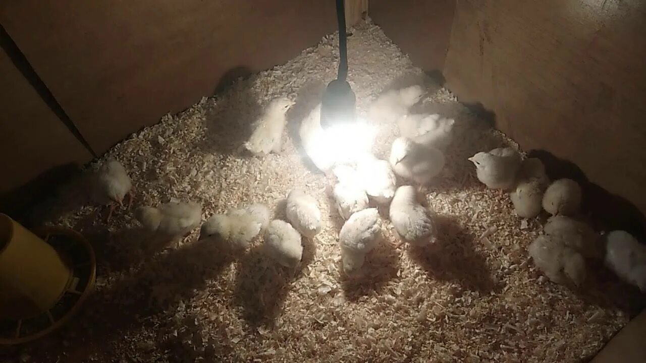 Подсветка для суточных цыплят. Освещение у суточных цыплят бройлеров. Свет для бройлеров в домашних. Цыплята освещение с первых дней.