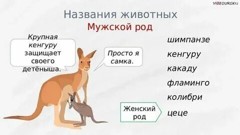 Шимпанзе род слова существительные