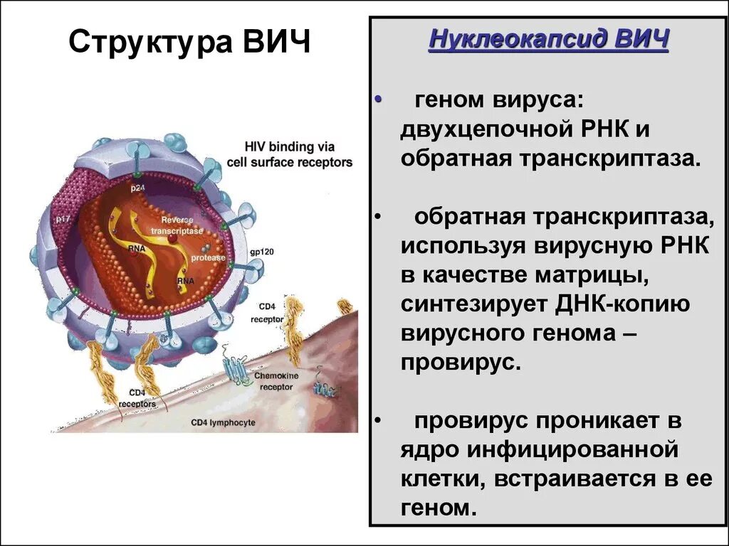 Вич представлен. Вирус ВИЧ RNA. Структура нуклеокапсида ВИЧ. Структура вируса ВИЧ. Структура вируса иммунодефицита человека.