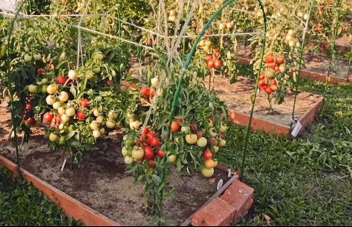 Томат любаша характеристика и отзывы фото урожайность Помидор любаша описание сорта фото отзывы