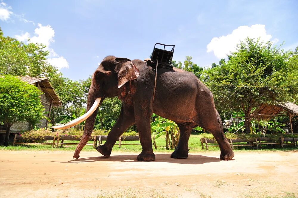 Elephant пхукет. Тайланд Пхукет слон. Слоновья ферма Пхукет. Тайланд экскурсия на слоне. Сафари Паттайя слоны.