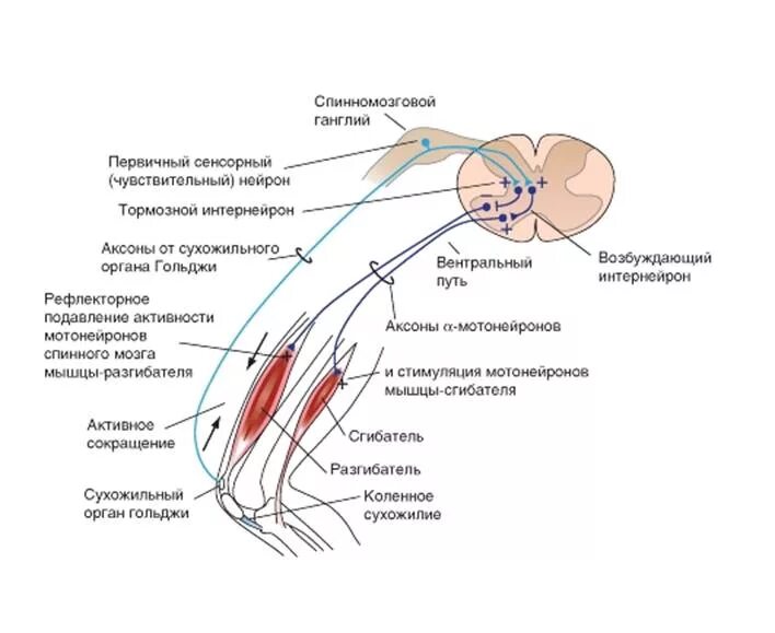 Рефлексы мышц. Схема обратного миотатического рефлекса. Схема рефлекторной дуги миотатического рефлекса. Дуга сухожильного рефлекса. Рефлекторная дуга обратного миотатического рефлекса.