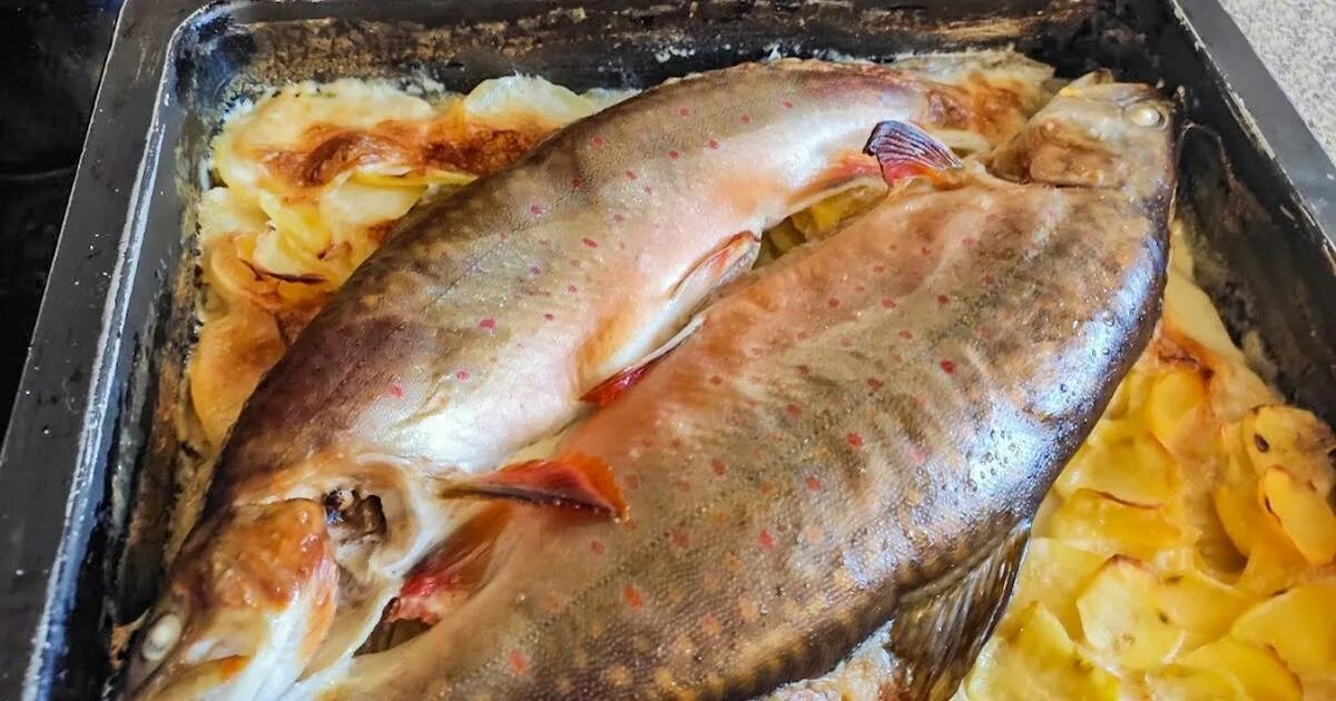 что можно приготовить из рыбы голец. голец в сливках. рыба голец запеченный. что можно приготовить из рыбы голец. что можно приготовить из рыбы голец.