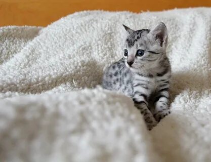 Египетская мау котенок