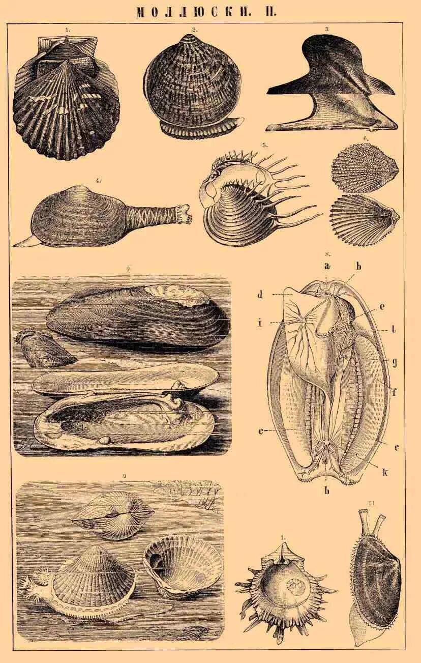 Двустворчатые моллюски каспийского моря. Чешуевидные устрицы. Ракушки двустворчатых моллюсков. Ракушка сердцевидка. Брюхоногие и двустворчатые моллюски.