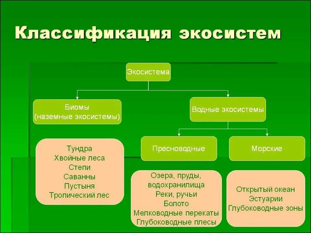 Классификация экосистем в экологии. Классификация наземных биогеоценозов. Многообразие природных экосистем. Экосистема это в экологии.