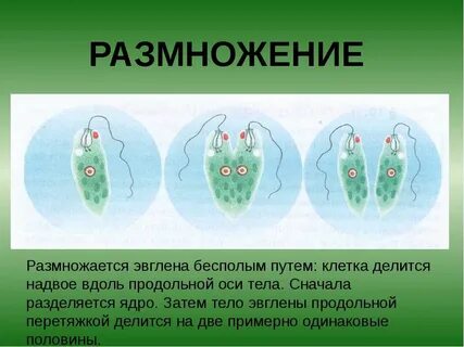 Половое размножение жгутиковых