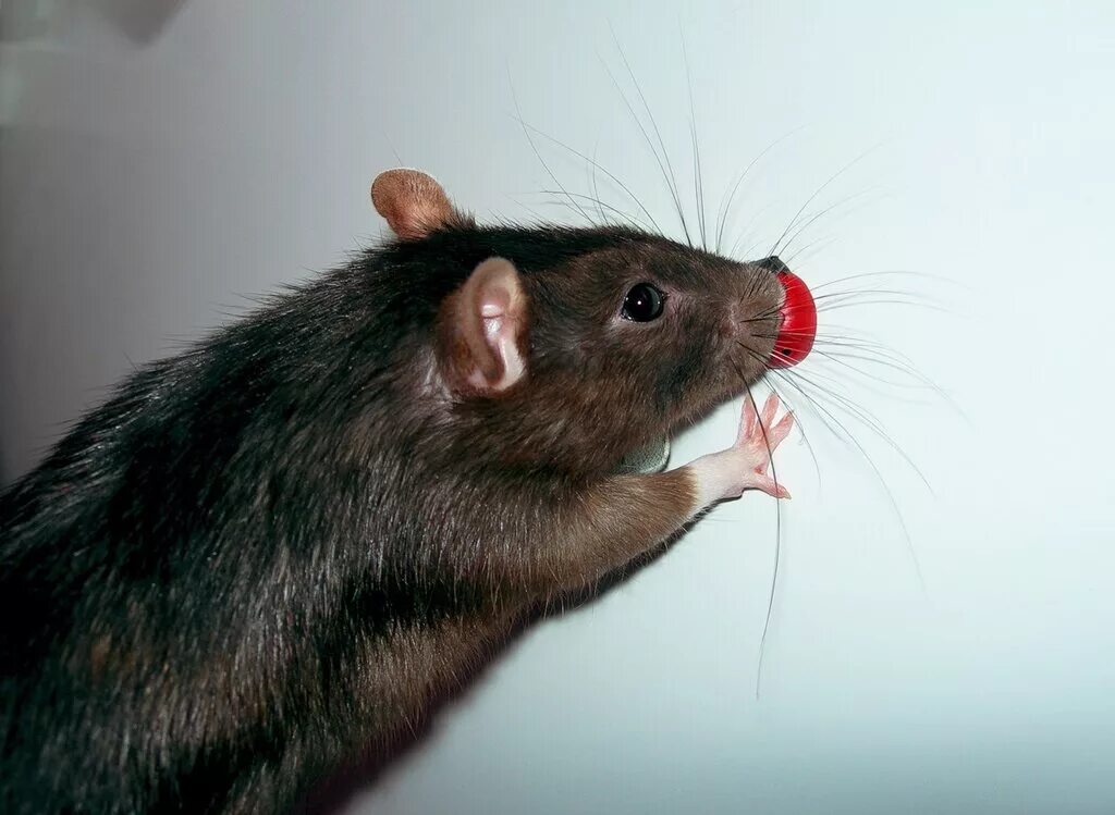 как назвать крысу. крыса фото. крыса шушера. как звали крысу чуть. как звали крысу чуть.