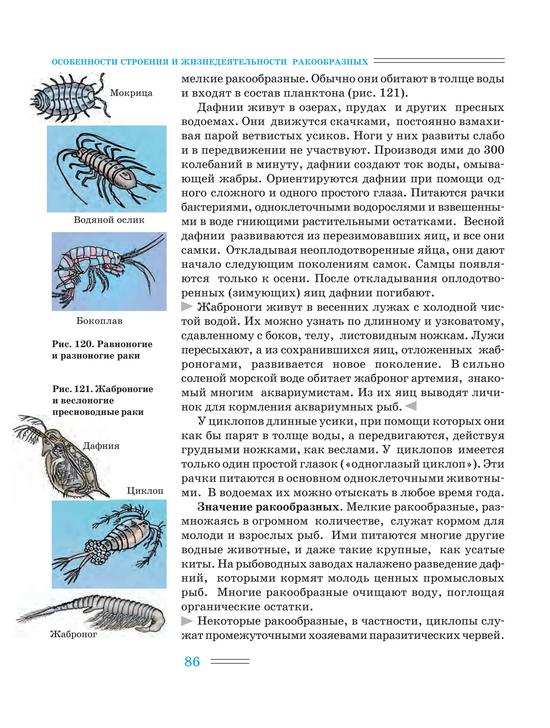 Особенности строения и жизнедеятельности ракообразных. Особенности строения ракообразных. Мелкие ракообразные. Строение жабронога.