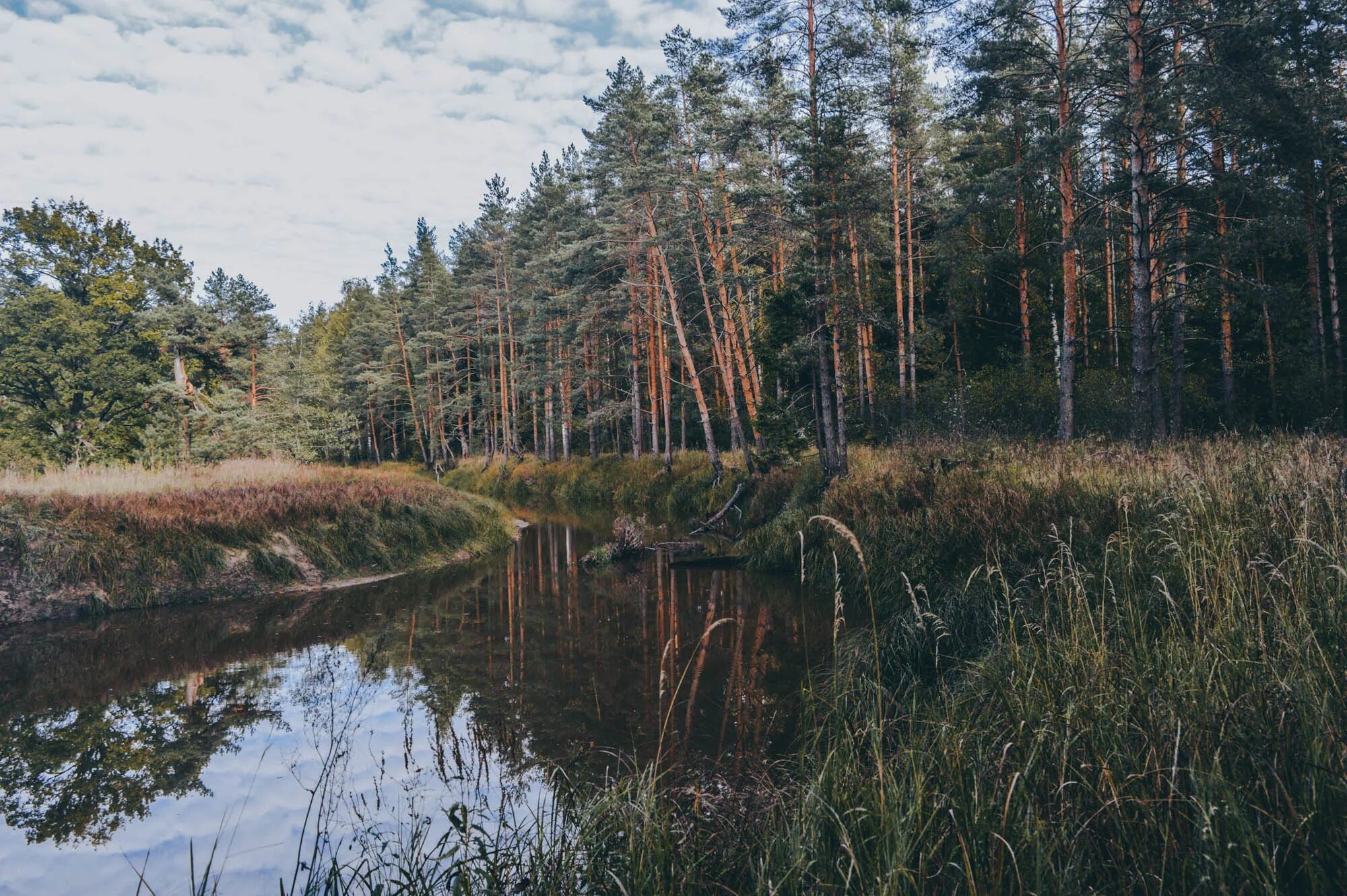 Мещера клепики. Национальный парк мещера гусь-хрустальный. национальный парк мещерский рязань. национальный парк мещерский гусь хрустальный. мещера рязань заповедник.