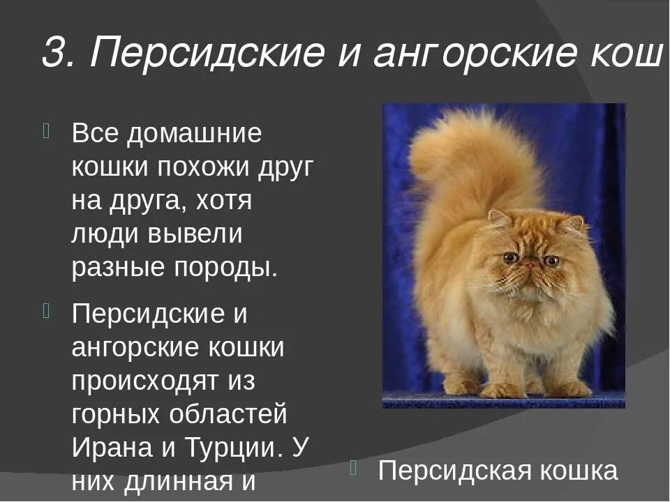 Что означает слово персидского. Персидская кошка. Персидский кот описание. Персидская кошка презентация. Персидская кошка описать.