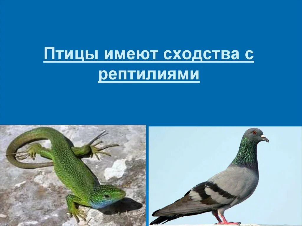 Пресмыкающиеся птицы. Расходство птиц и пресмыкающихся. Сходство птиц и рептилий. Птицы и пресмыкающиеся сходства.