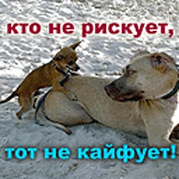 Кайфую пью