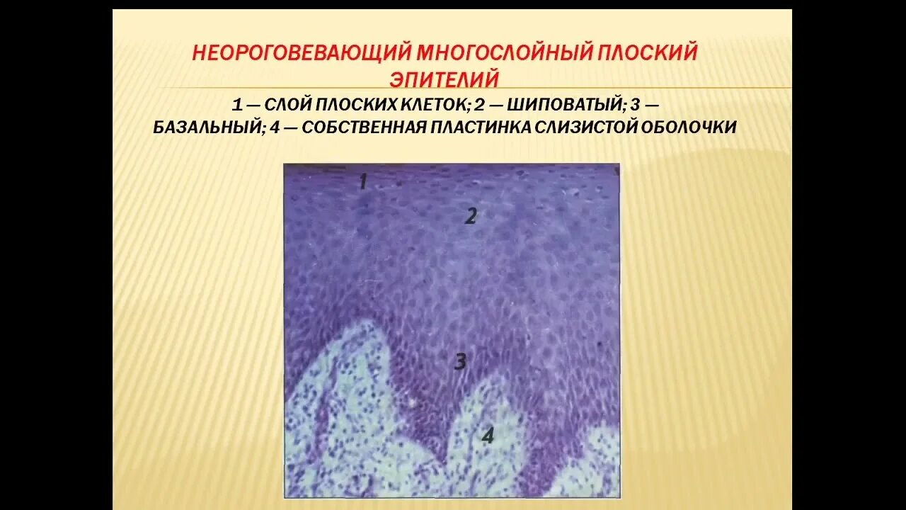 Люнд слизистой оболочки. Пузырчатка на слизистой рта. Пузырчатка слизистой оболочки полости рта. Заболевания слизистой оболочки рта. Предраковые заболевания слизистой оболочки полости рта.