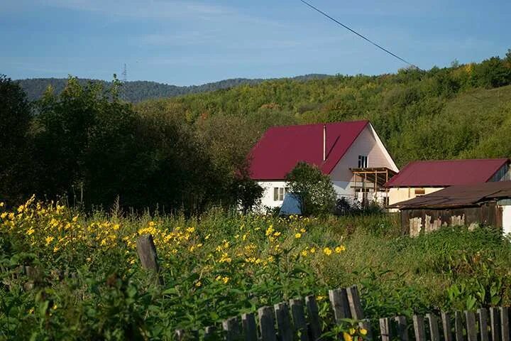 Объявление село алтайское. Деревня Алтайка, Алтайский край.. Бутрышиха село Алтайское. Алтайский край Алтайский район село Алтайское. Зелёный Клин 22алтайский край село Алтайское.