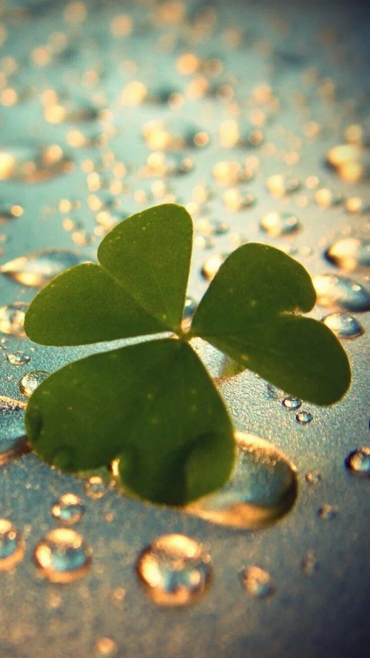 iPhone Wallpaper - St. Patrick's Day tjn Nature photography, Nature, Photography