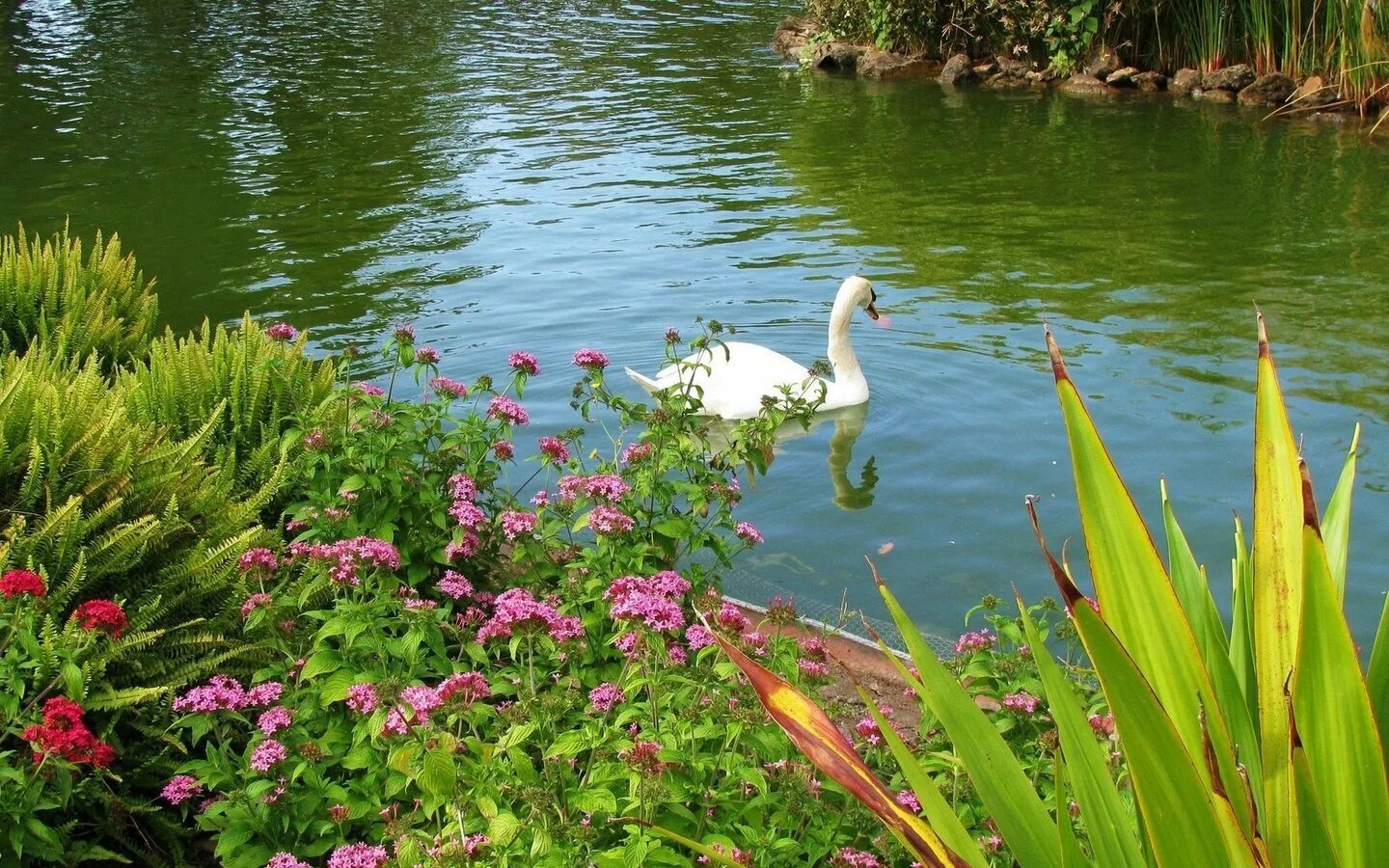 Красивые водоемы. Красивый пруд. Лебеди на озере. Лебеди в пруду.