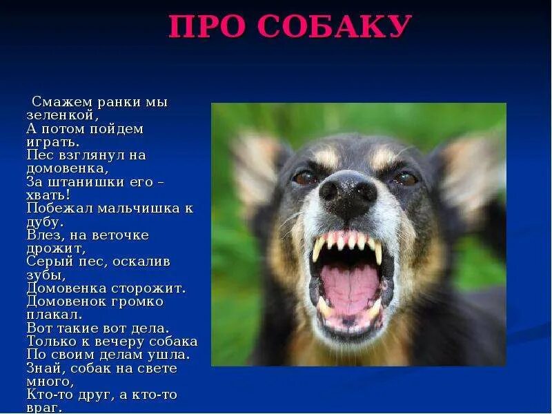 Собака друг человека сочтне. Слова не дразните собак не гоняйте кошек. Серый пес текст. Серый пес текст. Серый пес текст.