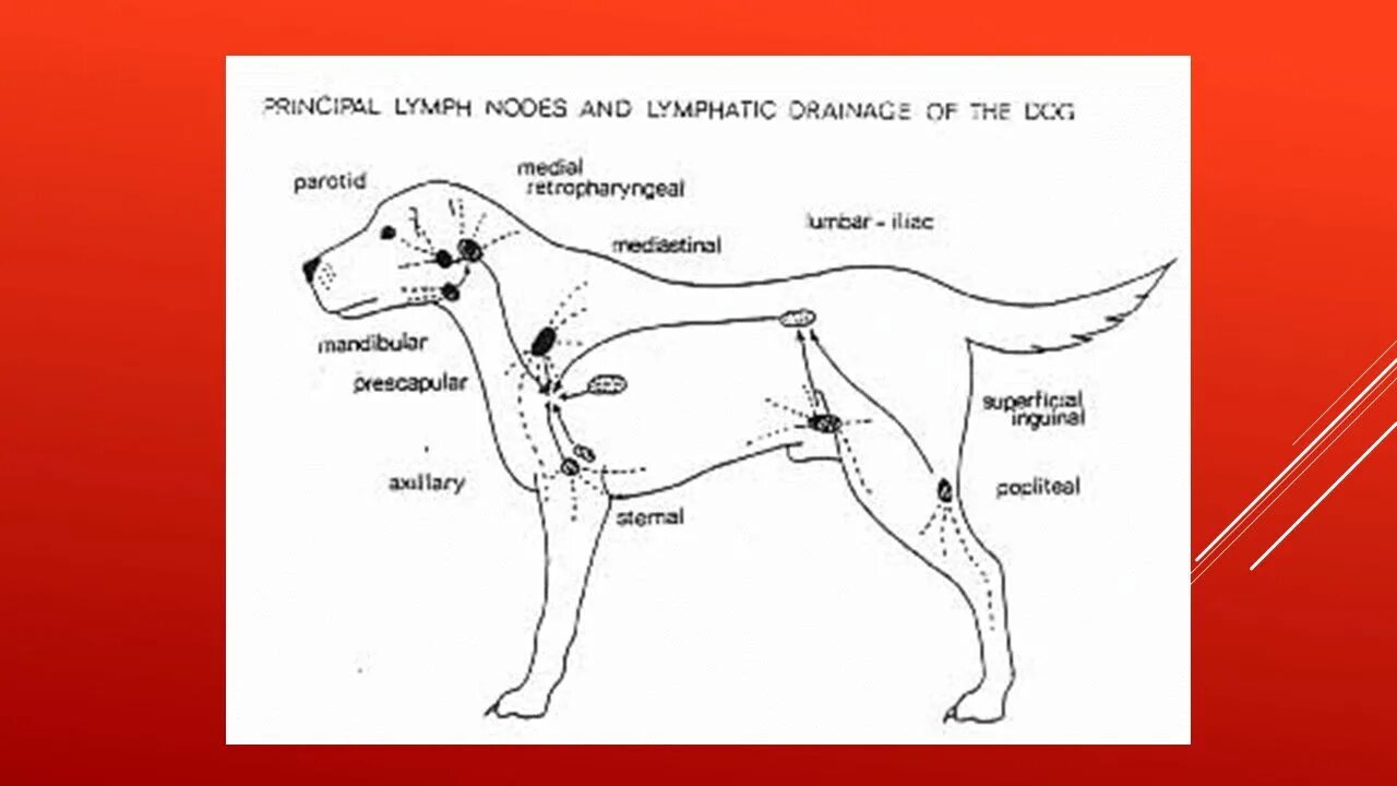 Анатомия собаки лимфатическая система. Где у собаки лимфатические узлы. Лимфатическая система собаки расположение. Лимфатическая система собаки схема. Увеличены лимфоузлы у собаки