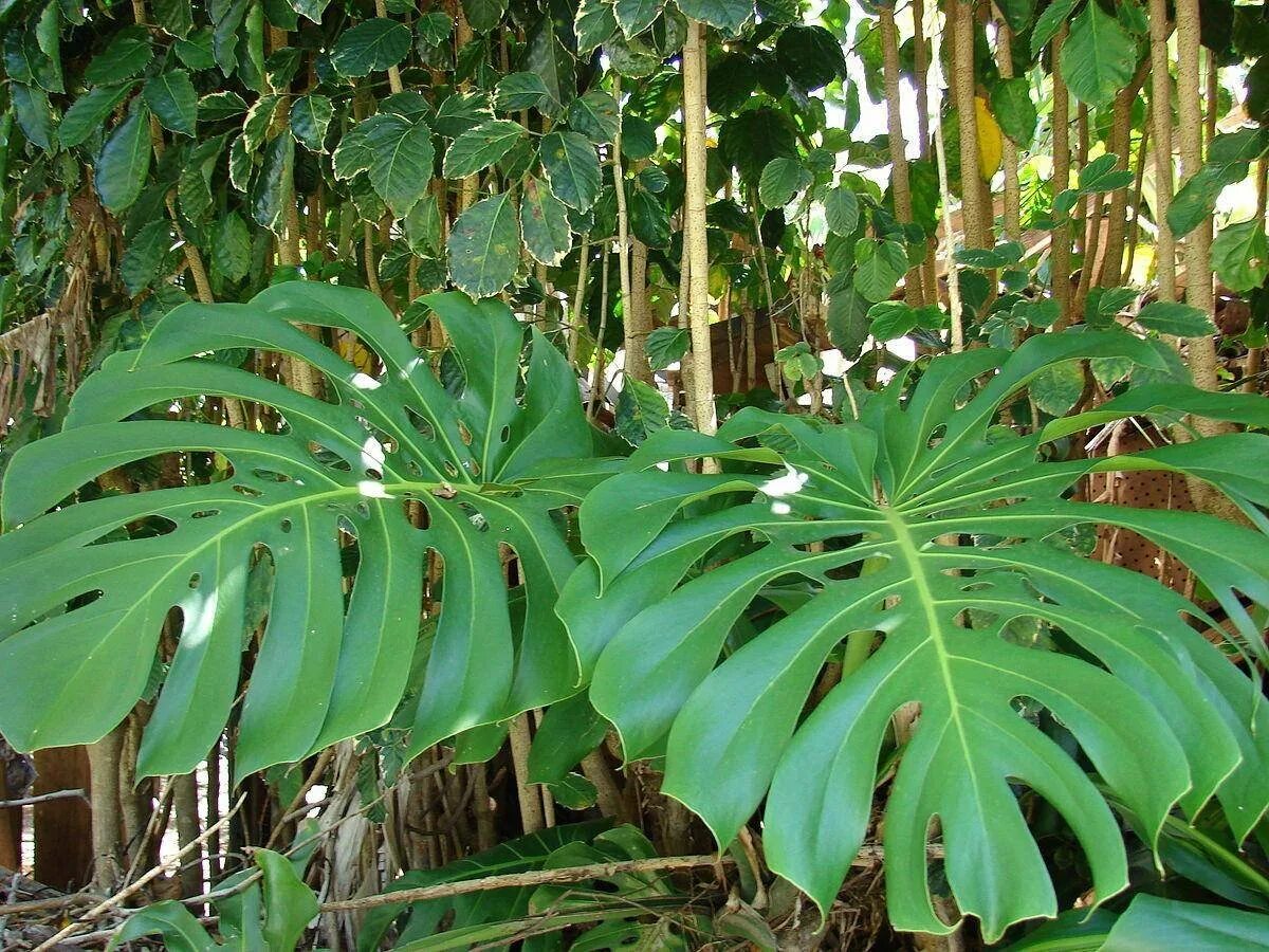 Монстера Делициоза (Monstera deliciosa). Монстера крупнолистная. Монстера радифорда. Комнатные растения южные