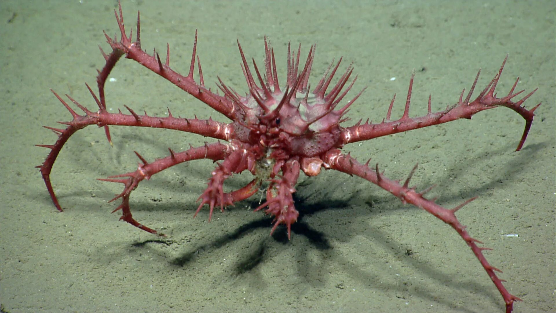 Морская звезда «терновый венец» (acanthaster planci). Морской обитатель с шипом. Круглая рыба с колючками. Рыба еж фугу. Иглобрюх рыба фугу.