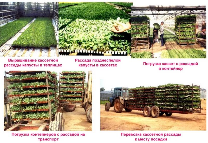 технология возделывания капусты белокочанной. технология выращивания белокочанной капусты кратко. всходы капусты белокочанной.